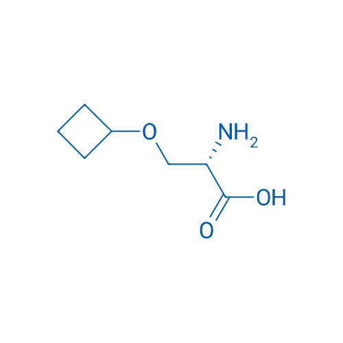 (S)-2-Amino-3-cyclobutoxypropanoic acid 100mg