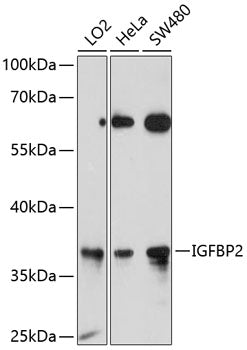 IGFBP2 Rabbit pAb