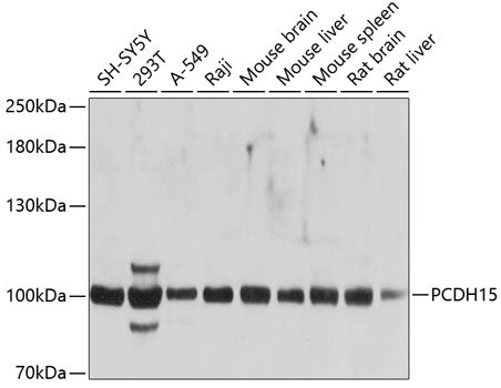 PCDH15 Rabbit pAb