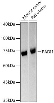 PADI1 Rabbit pAb