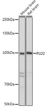 PLD2 Rabbit pAb