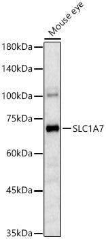 SLC1A7 Rabbit pAb
