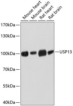 USP13 Rabbit pAb