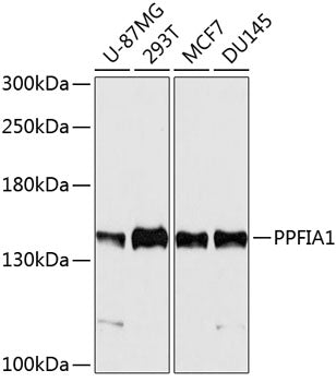 PPFIA1 Rabbit pAb