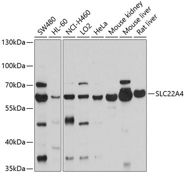 SLC22A4 Rabbit pAb