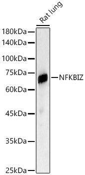 NFKBIZ Rabbit pAb