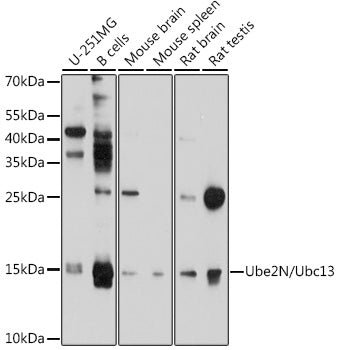 Ube2N/Ubc13 Rabbit pAb