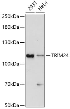 TRIM24 Rabbit pAb