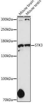STK36 Rabbit pAb