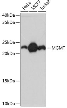 MGMT Rabbit mAb