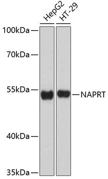 NAPRT Rabbit pAb