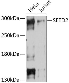 SETD2 Rabbit pAb