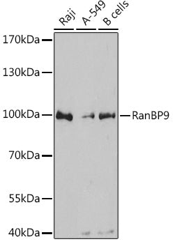 RanBP9 Rabbit pAb
