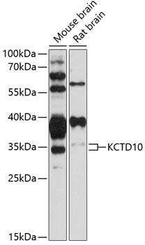 KCTD10 Rabbit pAb