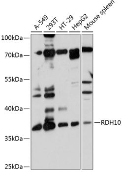 RDH10 Rabbit pAb
