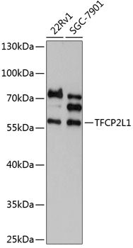 TFCP2L1 Rabbit pAb