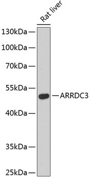 ARRDC3 Rabbit pAb
