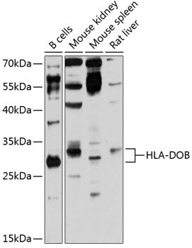 HLA-DOB Rabbit pAb