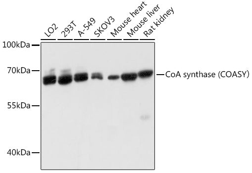 CoA synthase (COASY) Rabbit pAb