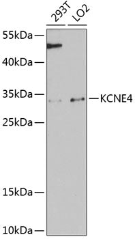 KCNE4 Rabbit pAb