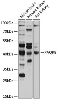 PAQR8 Rabbit pAb