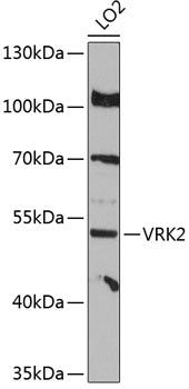 VRK2 Rabbit pAb