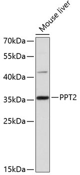 PPT2 Rabbit pAb