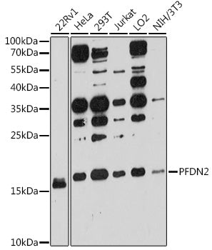 PFDN2 Rabbit pAb