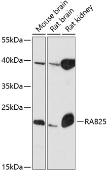 RAB25 Rabbit pAb