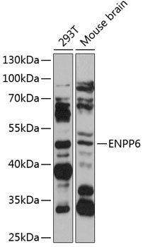 ENPP6 Rabbit pAb