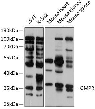 GMPR Rabbit pAb