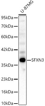 SFXN3 Rabbit pAb