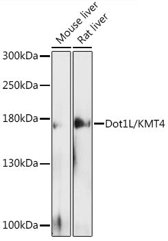 Dot1L/KMT4 Rabbit pAb