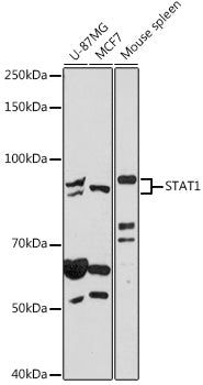 STAT1 Rabbit pAb