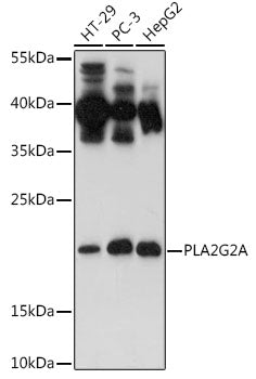 PLA2G2A Rabbit pAb