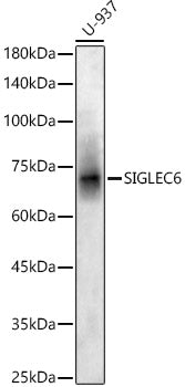SIGLEC6 Rabbit pAb