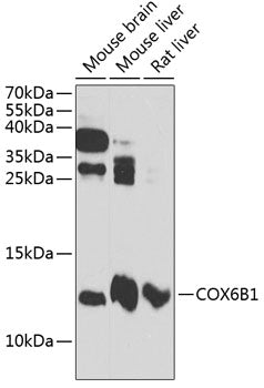 COX6B1 Rabbit pAb