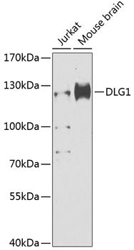 DLG1 Rabbit pAb