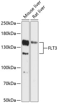 FLT3 Rabbit pAb