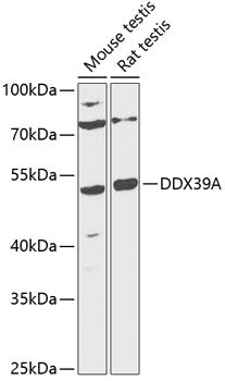 DDX39A Rabbit pAb