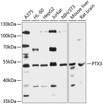 PTX3 Rabbit pAb