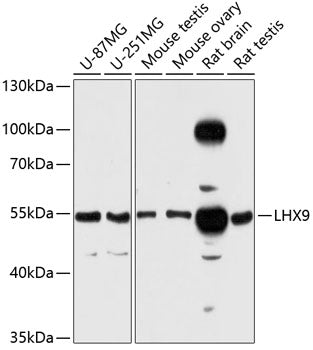LHX9 Rabbit pAb
