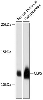 CLPS Rabbit pAb