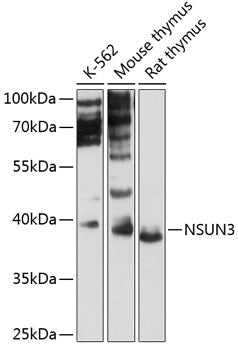 NSUN3 Rabbit pAb