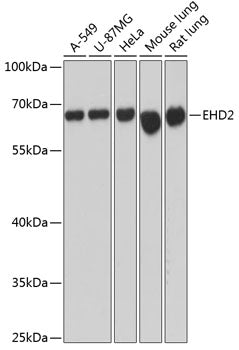 EHD2 Rabbit pAb