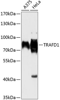 TRAFD1 Rabbit pAb