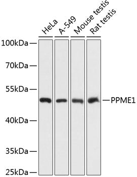 PPME1 Rabbit pAb