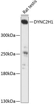 DYNC2H1 Rabbit pAb