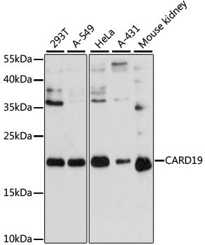 CARD19 Rabbit pAb