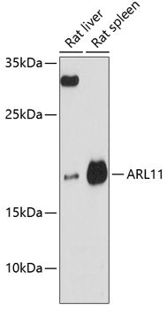 ARL11 Rabbit pAb